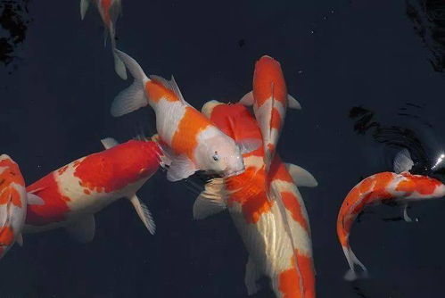 锦鲤入坑记 慕梵传媒锦鲤优品，那些令人心动的魅力