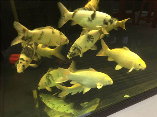 寒地生辉 论寒冷地区锦鲤的体色与品种优势