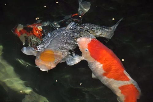 鲤友天地 为何锦鲤的魅力让人沉醉入坑？